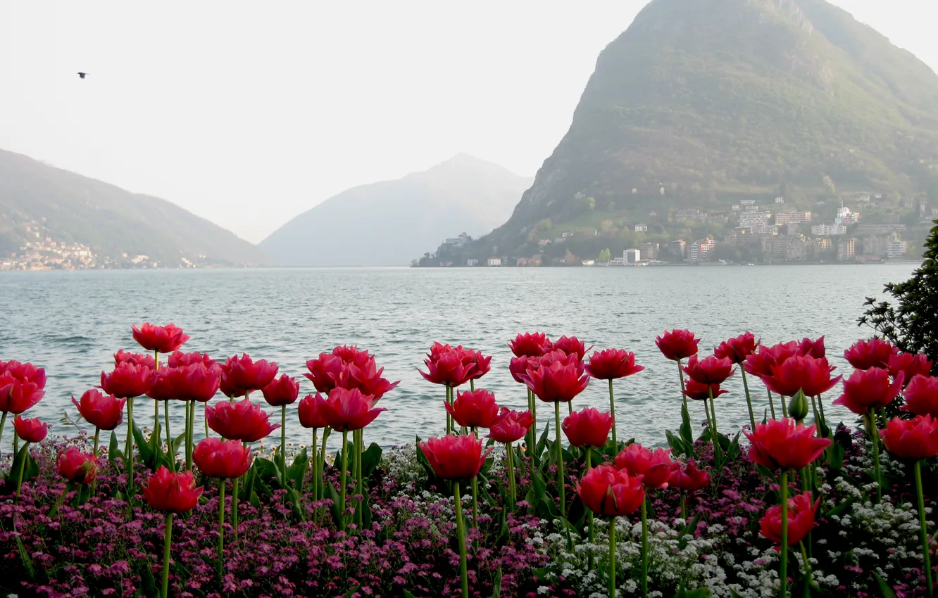 Photo wallpaper water, mountains, tulips