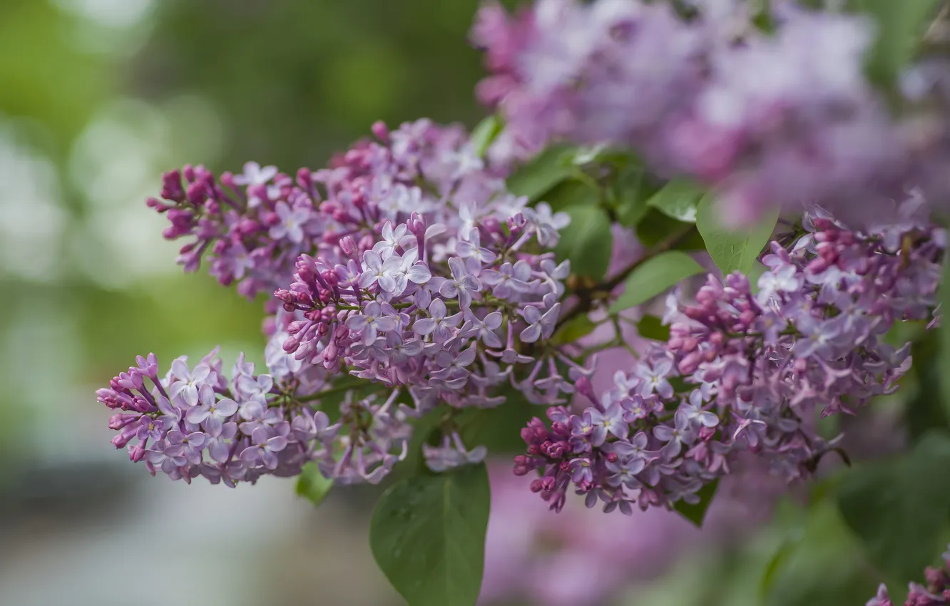 Photo wallpaper nature, spring, may, lilac blossoms