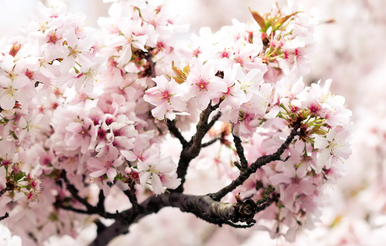 Photo wallpaper flowers, branches, cherry, spring, pink, cherry, cherry branch