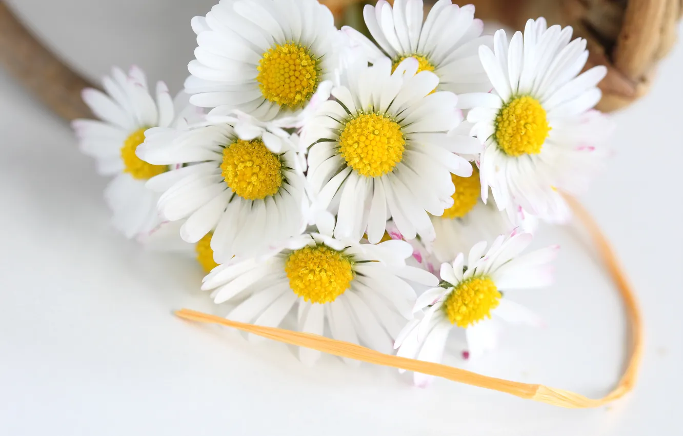 Photo wallpaper flowers, chamomile, tape, flowers, chamomile, tape