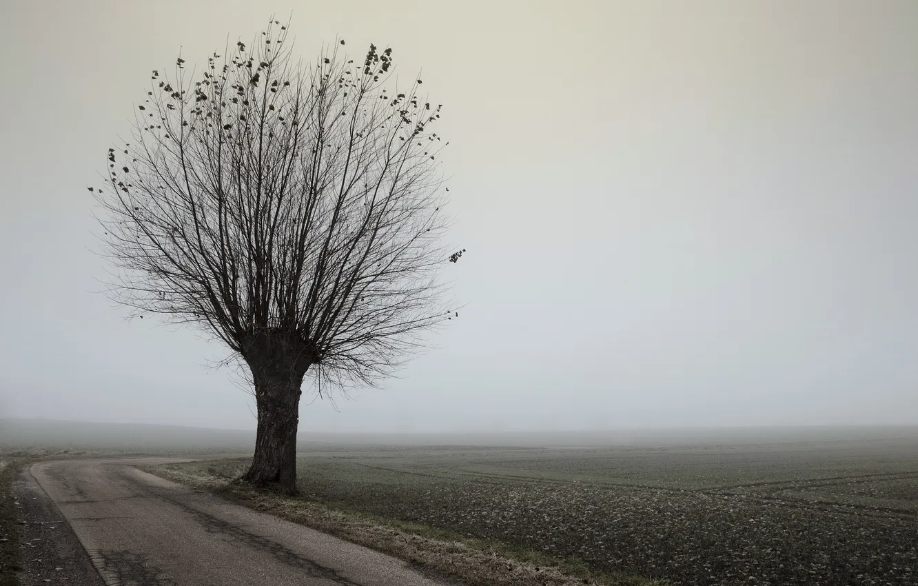 Photo wallpaper road, trees, landscape, fog