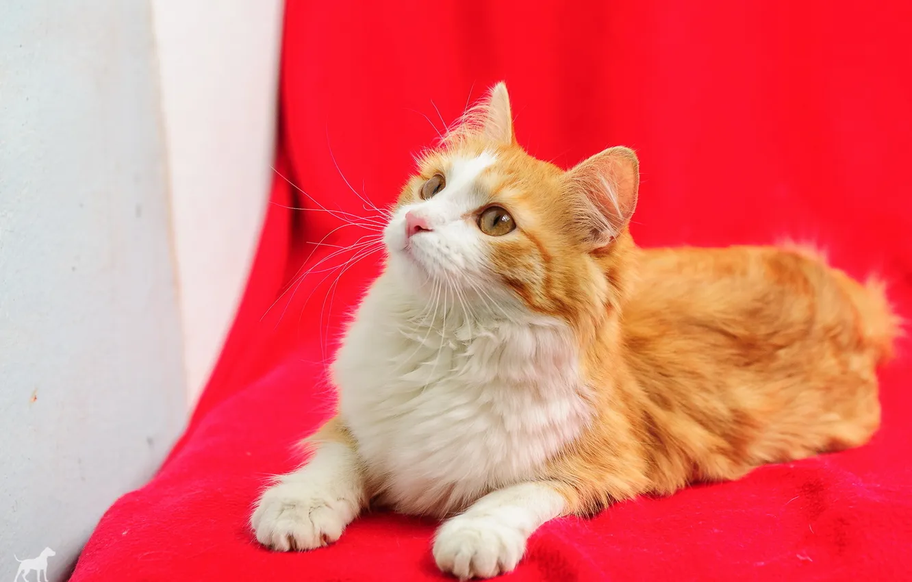 Photo wallpaper cat, look, background