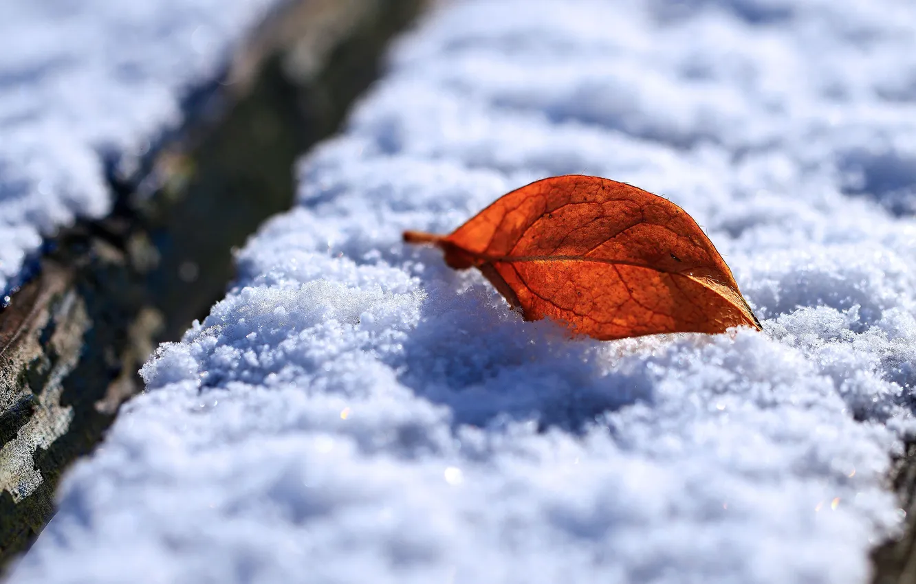 Photo wallpaper winter, leaves, macro, snow, leaf, morning, winter Wallpaper