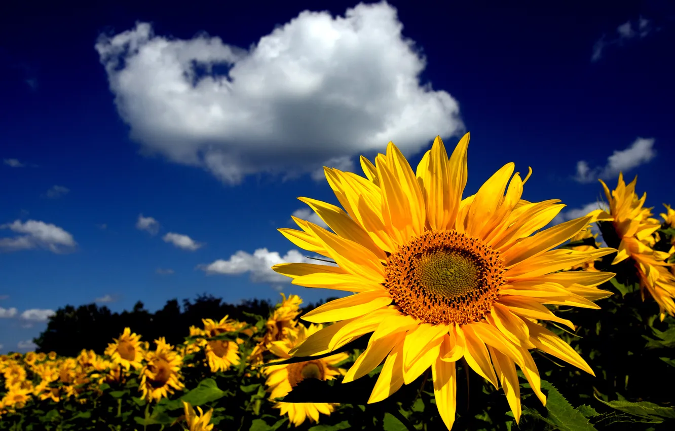 Photo wallpaper field, the sky, sunflowers, nature