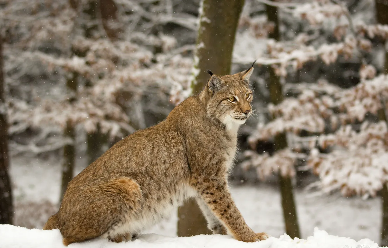 Photo wallpaper winter, cat, snow, lynx