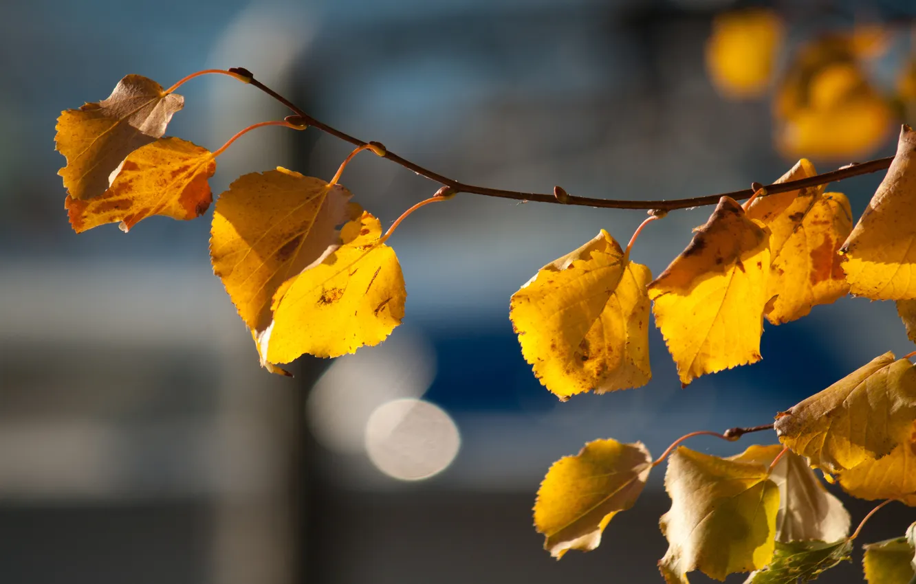 Photo wallpaper sprig, background, leaf, time of the year, sunlight, autumn, birch
