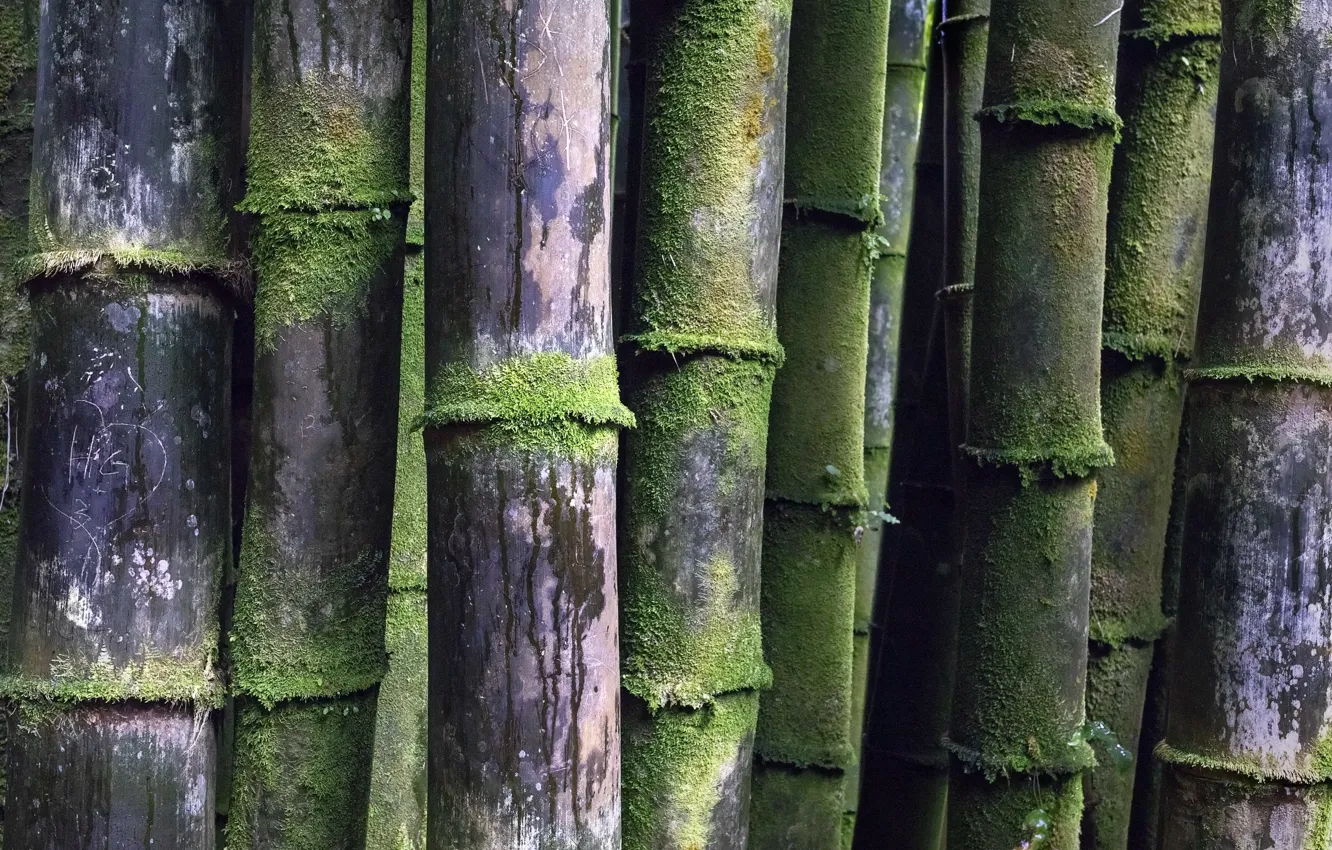Photo wallpaper macro, nature, bamboo