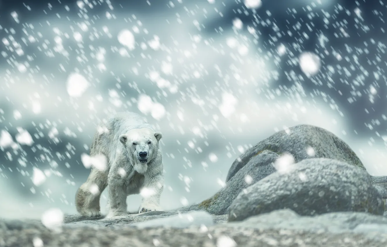 Photo wallpaper snow, stones, Polar bear, Polar bear