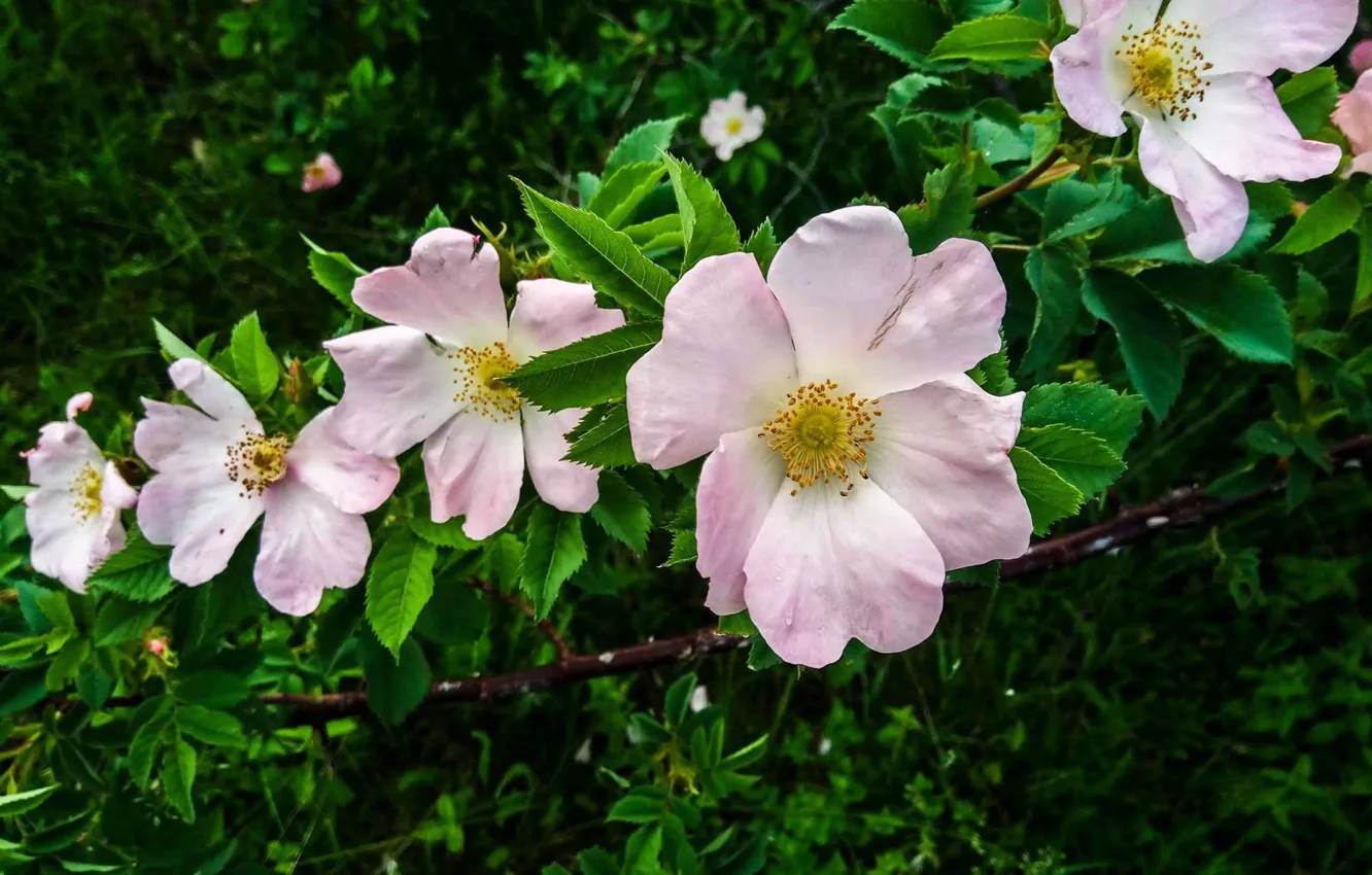 Photo wallpaper plants, leaves, flowers, flowers, leaves, plant