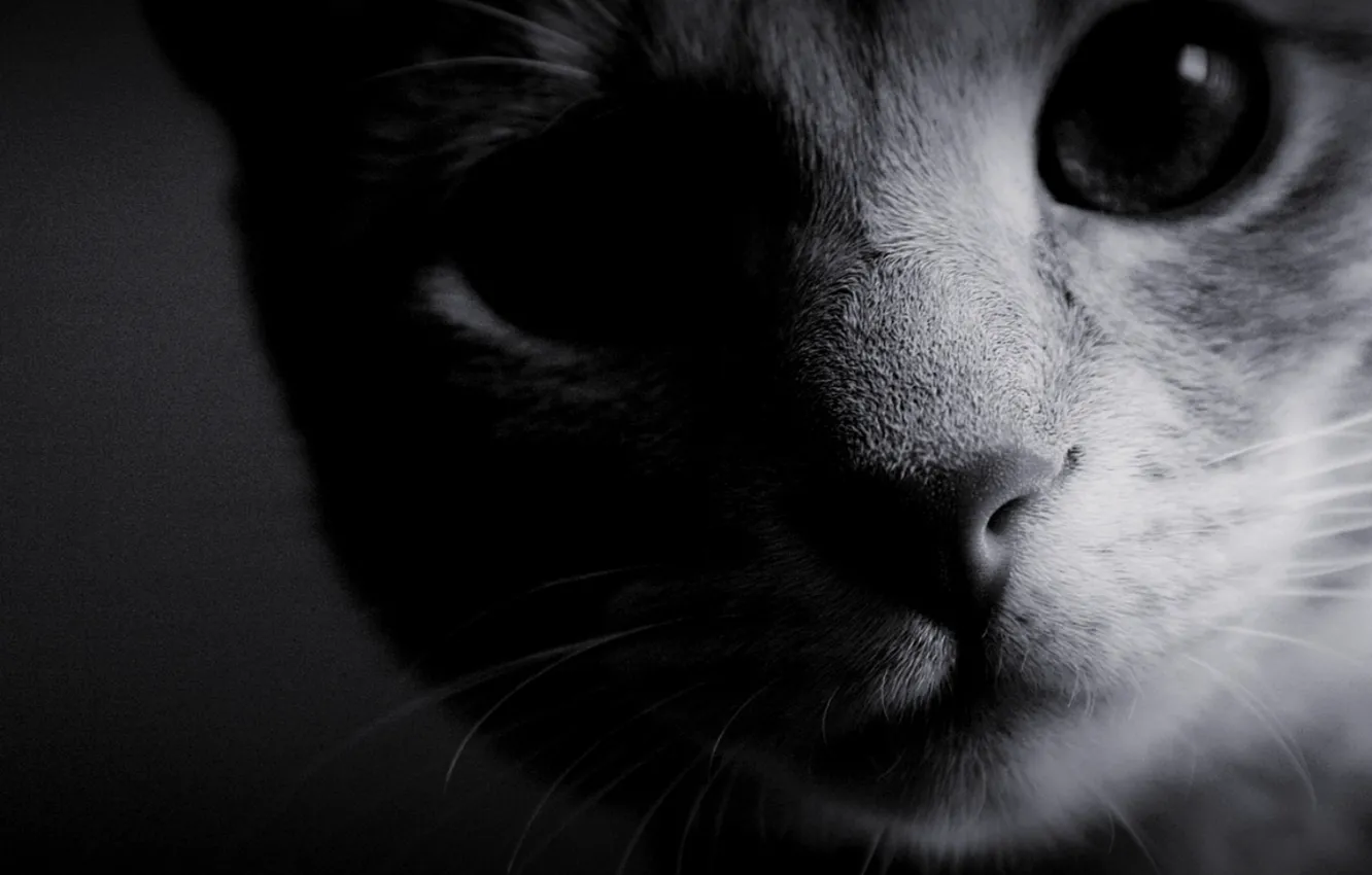 Photo wallpaper cat, eyes, photo, background, Wallpaper, black and white, wool, nose