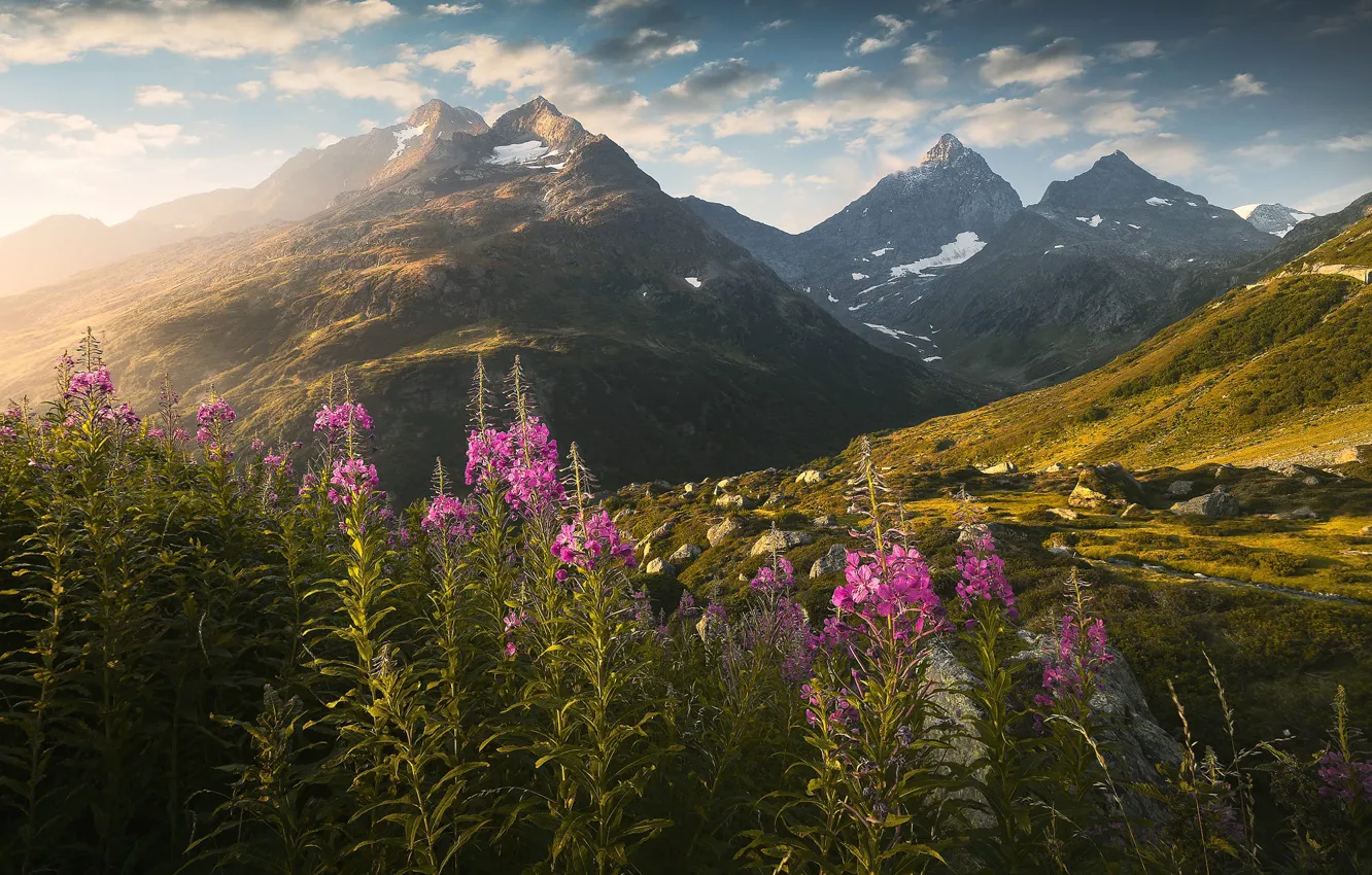 Photo wallpaper flowers, mountains, Ivan-tea