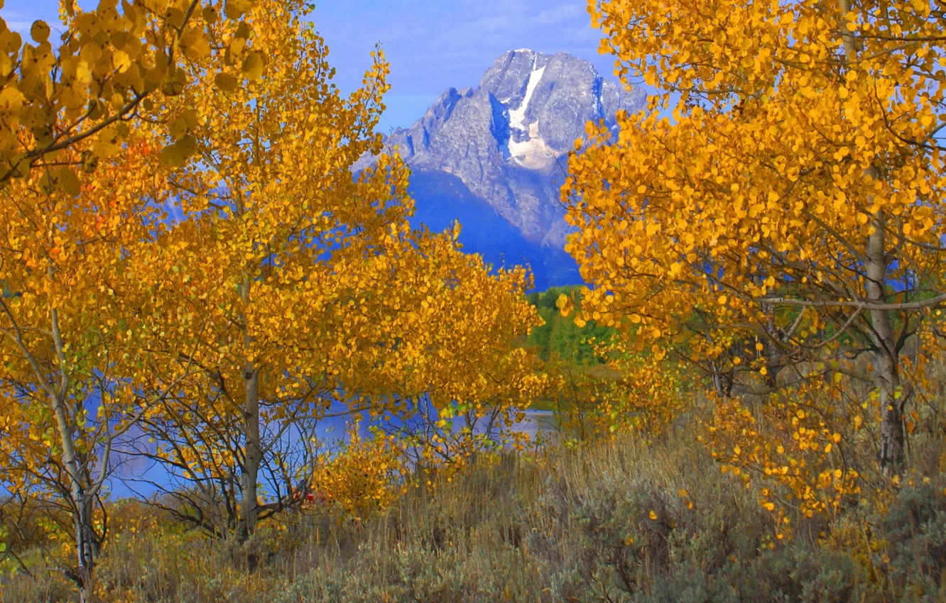 Photo wallpaper autumn, the sky, leaves, trees, mountains, Wyoming, USA, Grand Teton National Park