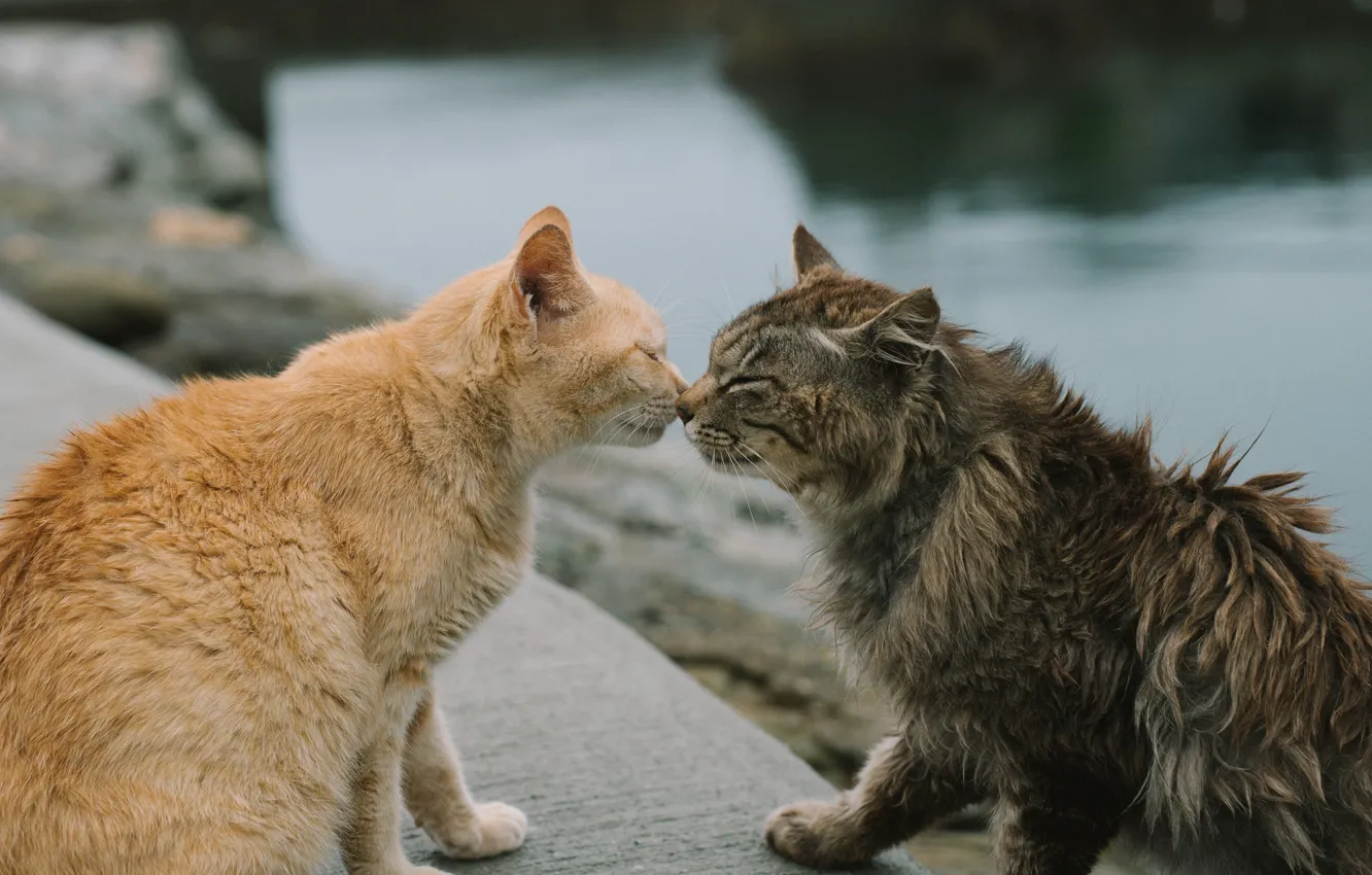 Photo wallpaper water, cats, sniff