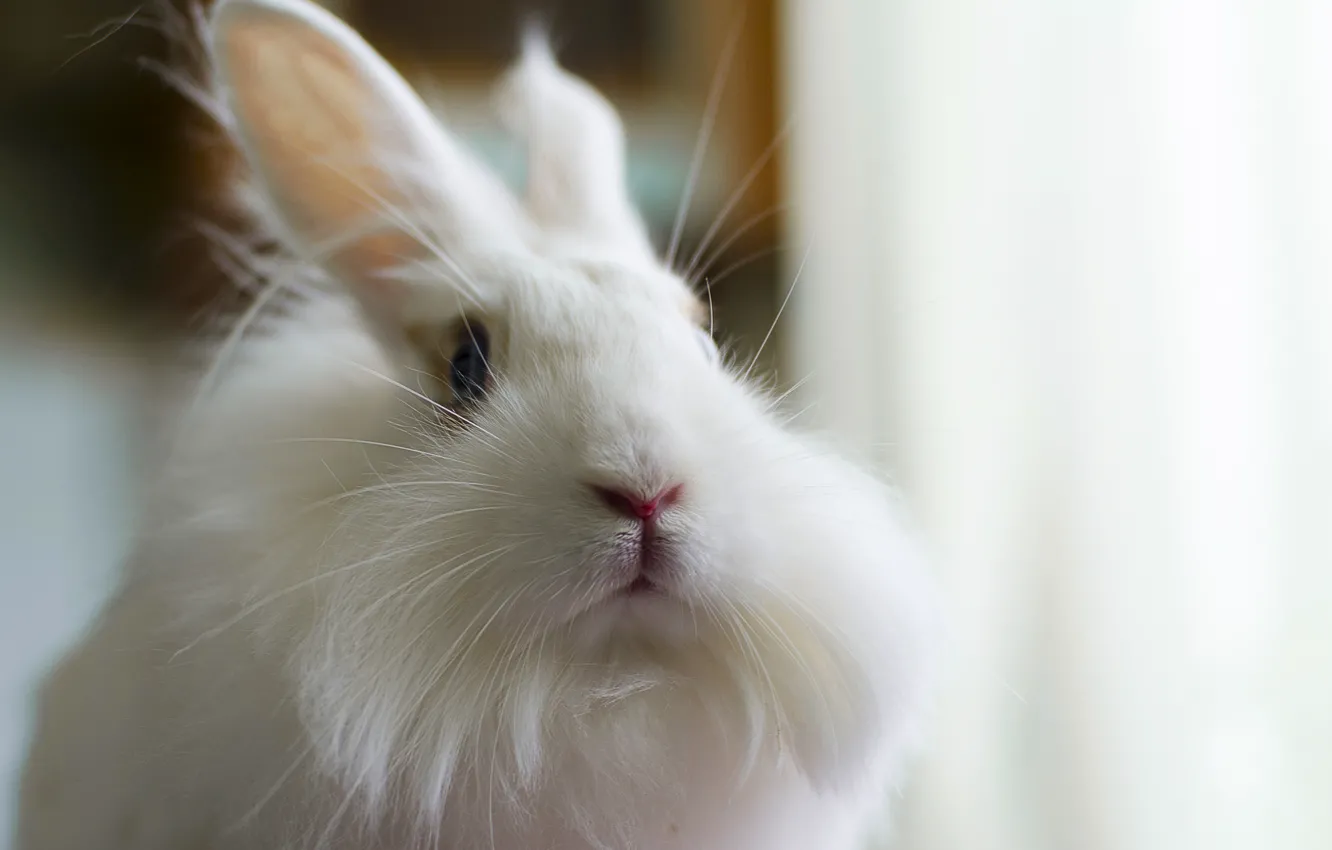 Photo wallpaper white, fluffy, rabbit, rabbit, bunny, Zayats, fluffy