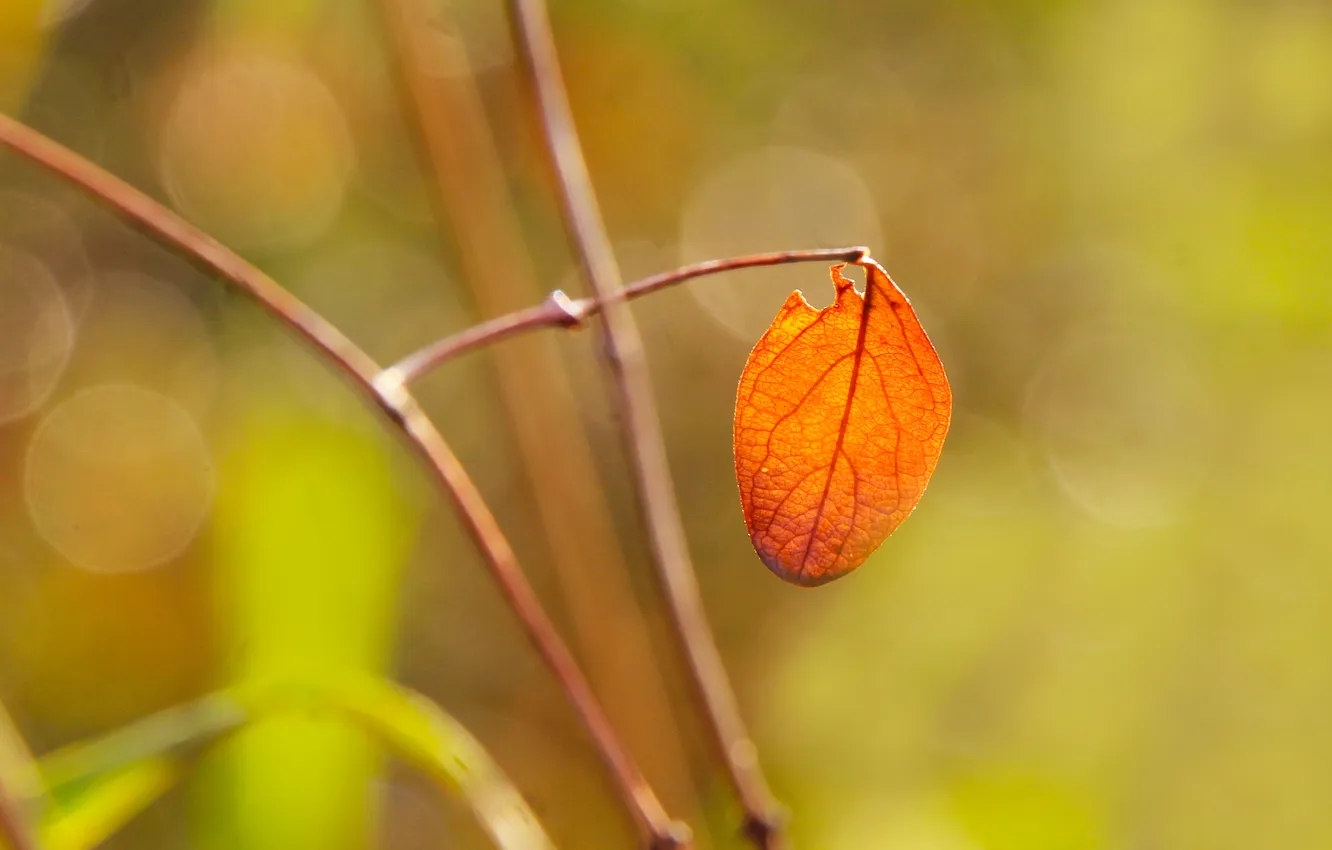 Photo wallpaper autumn, leaf, fall, twig