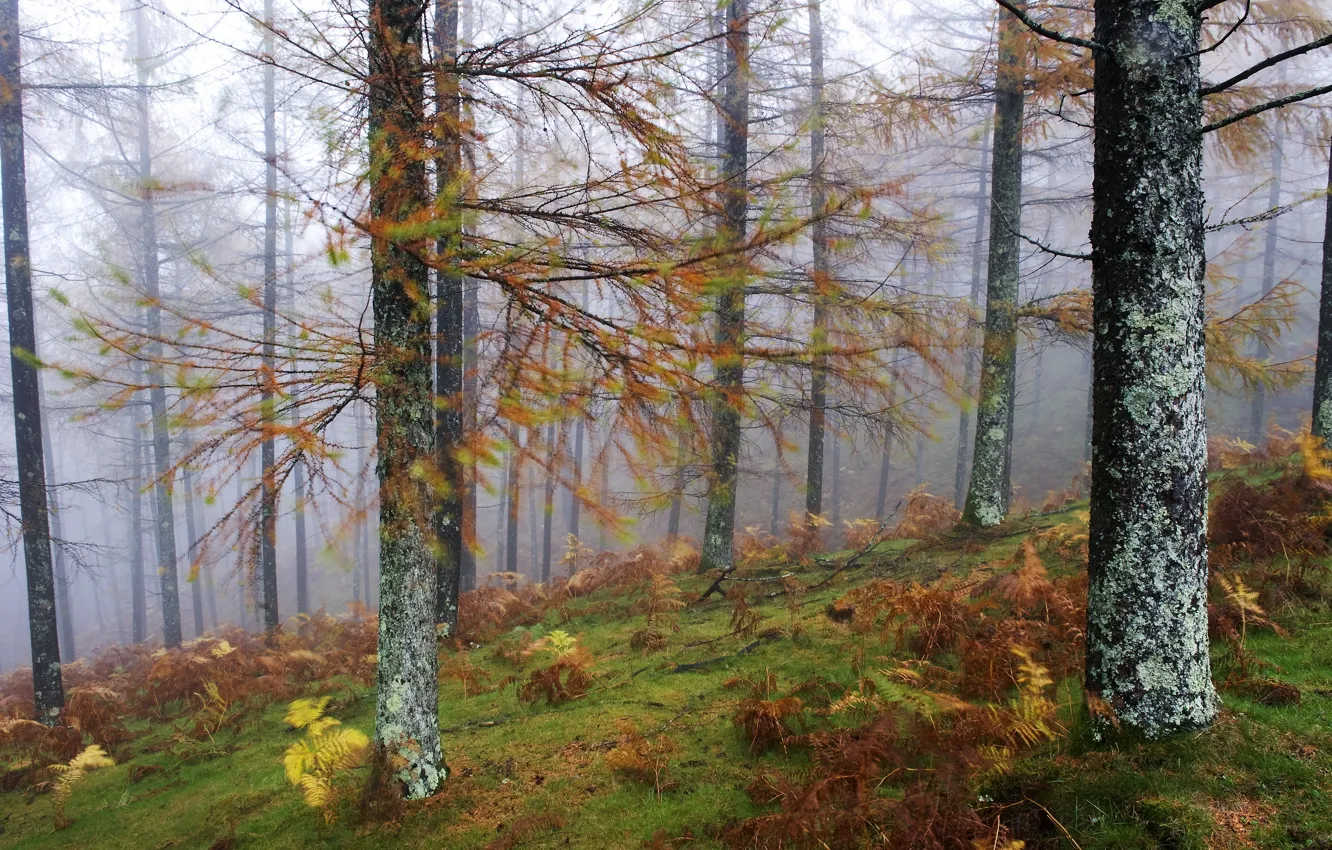 Photo wallpaper forest, trees, landscape, nature, fog