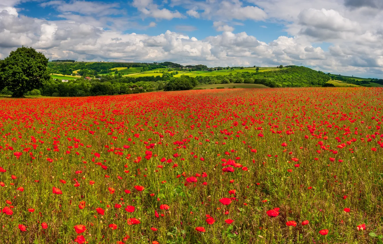 Photo wallpaper field, forest, summer, the sky, clouds, trees, flowers, red