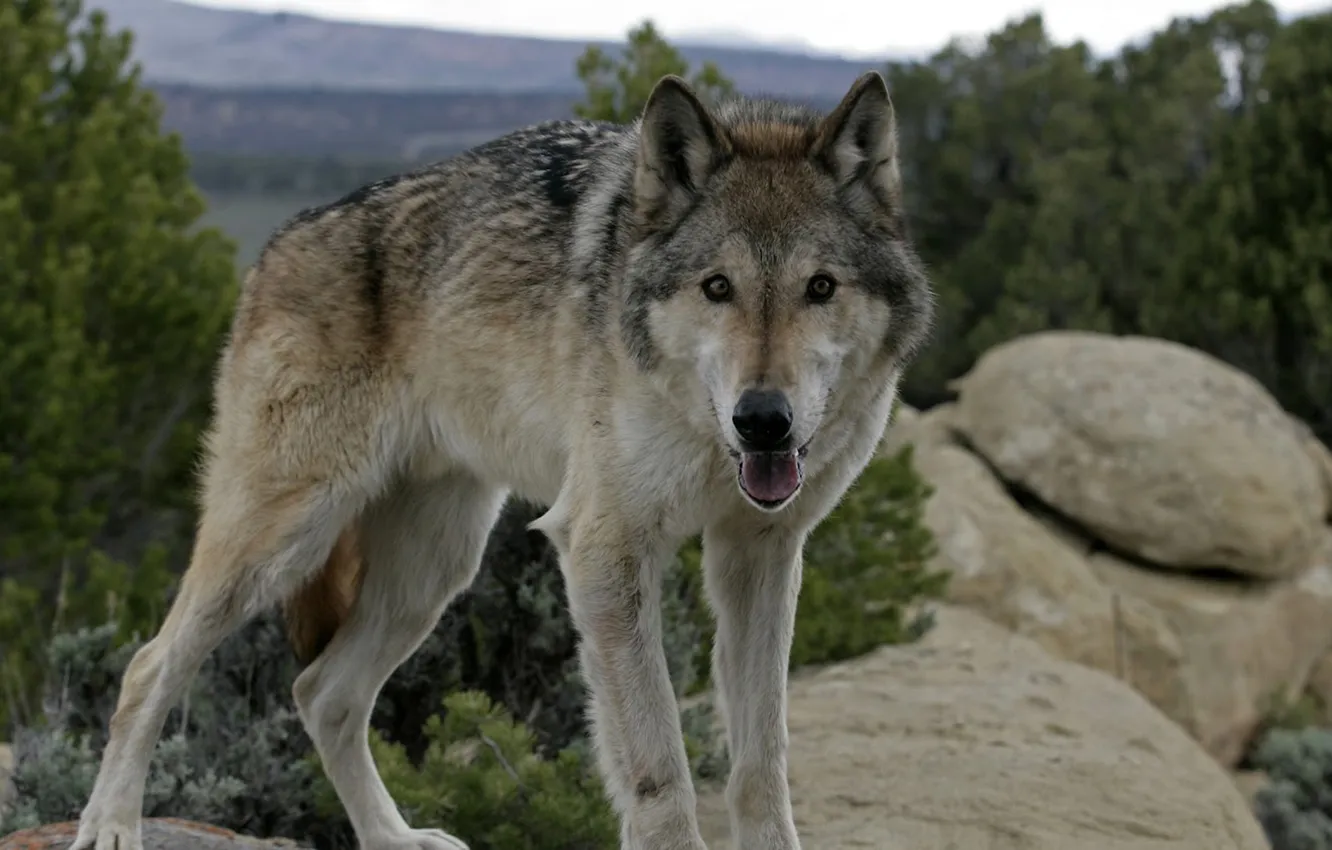 Photo wallpaper Predator, nature, snow, face, animal, wolf, canis lupus, wildlife