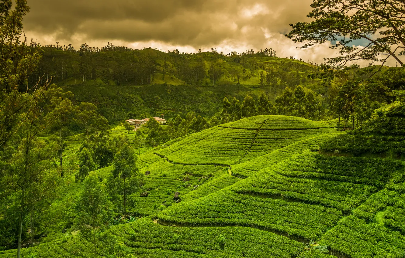 Photo wallpaper greens, the sky, trees, clouds, tropics, field, plantation, Sri Lanka