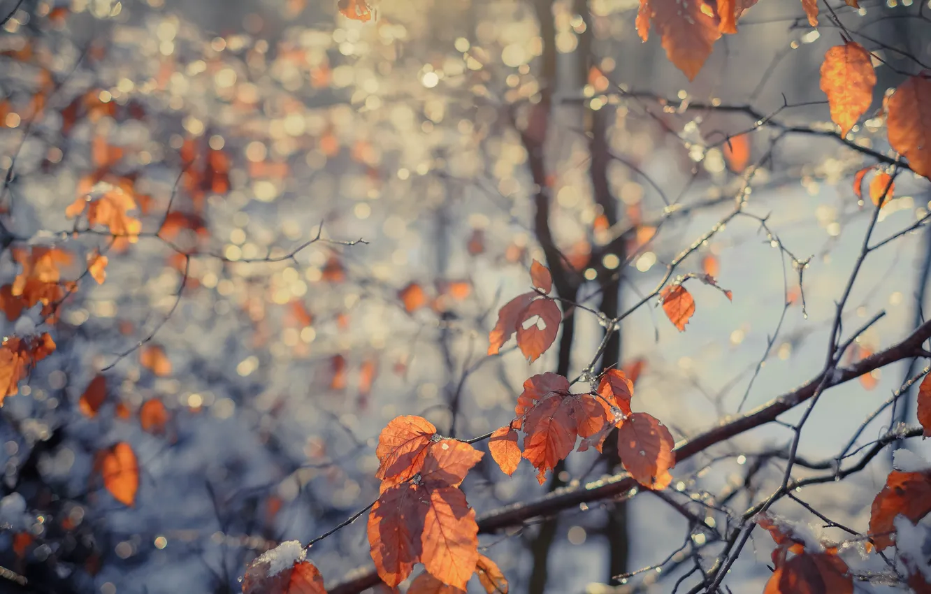 Photo wallpaper autumn, leaves, fog