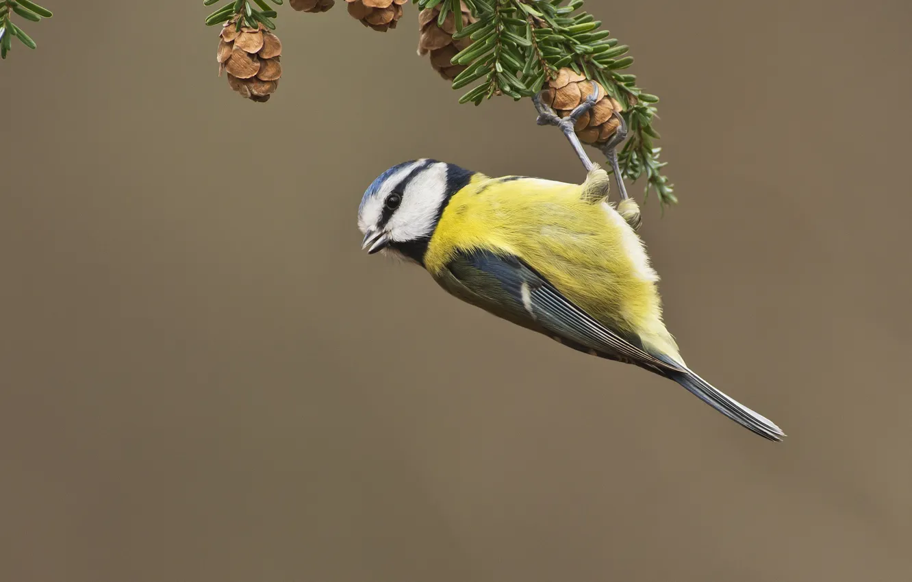 Photo wallpaper branches, bird, bumps, tit, Changeling