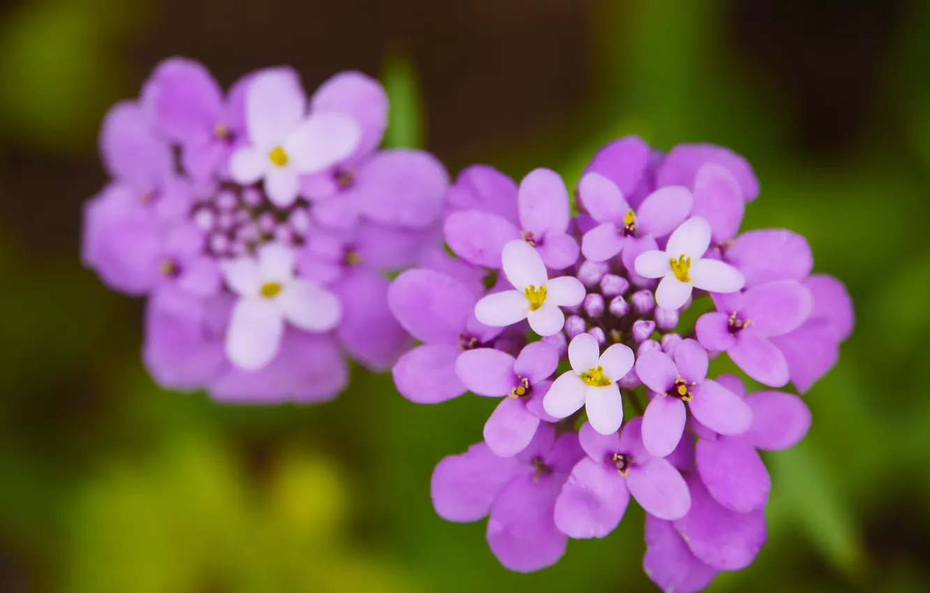 Photo wallpaper Macro, Bokeh, Bokeh, Macro, Purple flowers, Purple Flowers