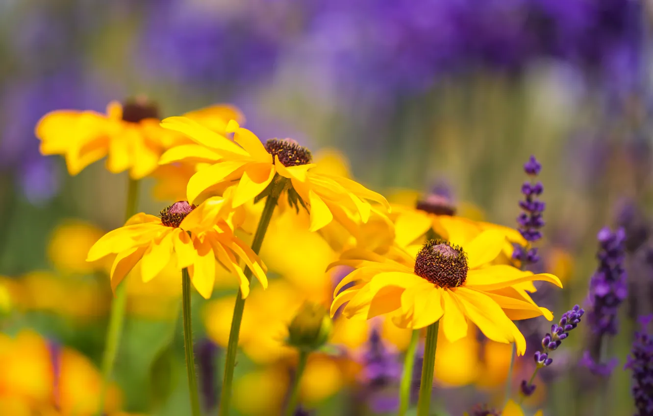 Photo wallpaper lavender, bokeh, rudbeckia