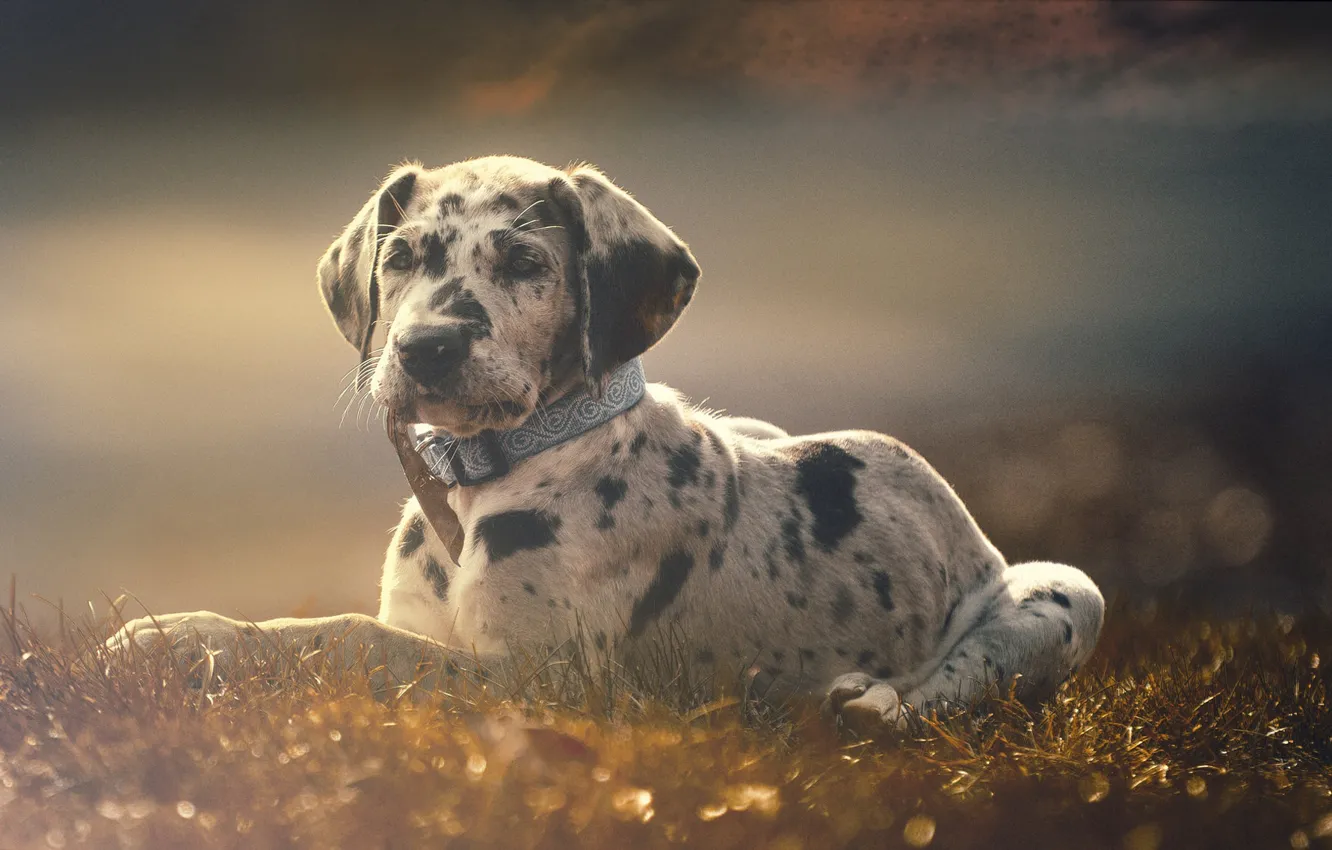 Photo wallpaper dog, puppy, collar