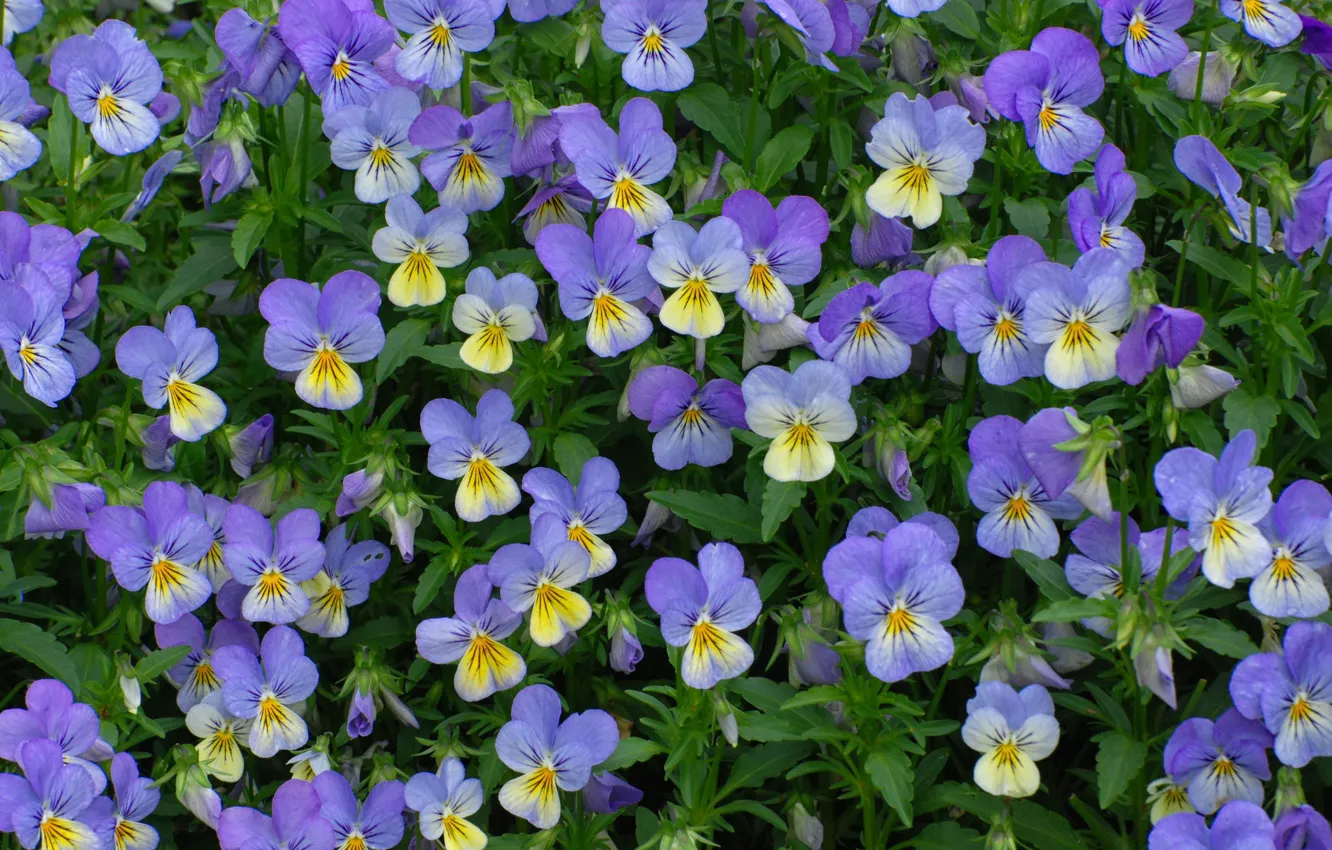 Photo wallpaper flowers, Pansy, a lot, lilac, viola