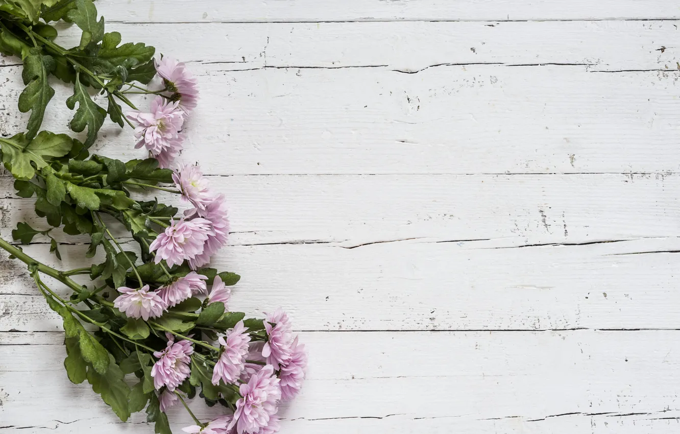 Photo wallpaper flowers, background, pink, chrysanthemum, wood, pink, flowers, violet