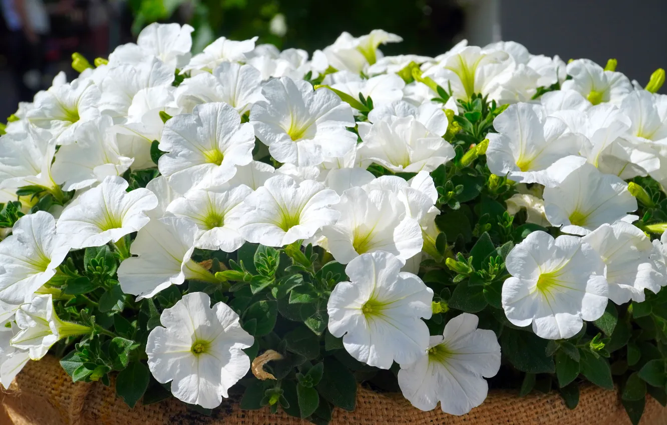 Photo wallpaper light, flowers, garden, white, flowerbed, Petunia
