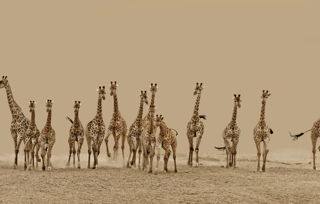 Photo wallpaper animal, desert, running, giraffe