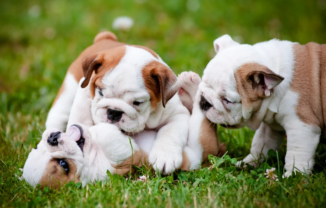 Photo wallpaper the game, dog, puppy, English bulldog, Trinity
