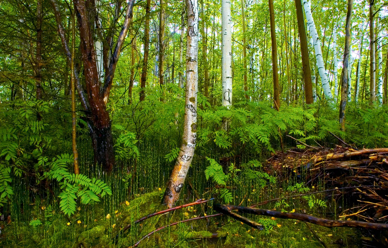 Photo wallpaper greens, forest, grass, trees, branches, birch, the bushes