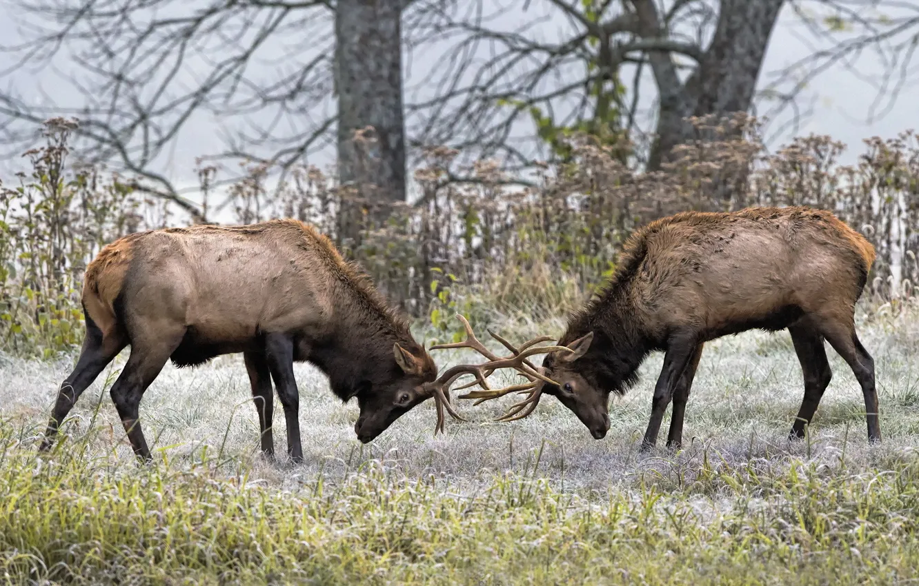 Photo wallpaper nature, fight, deer