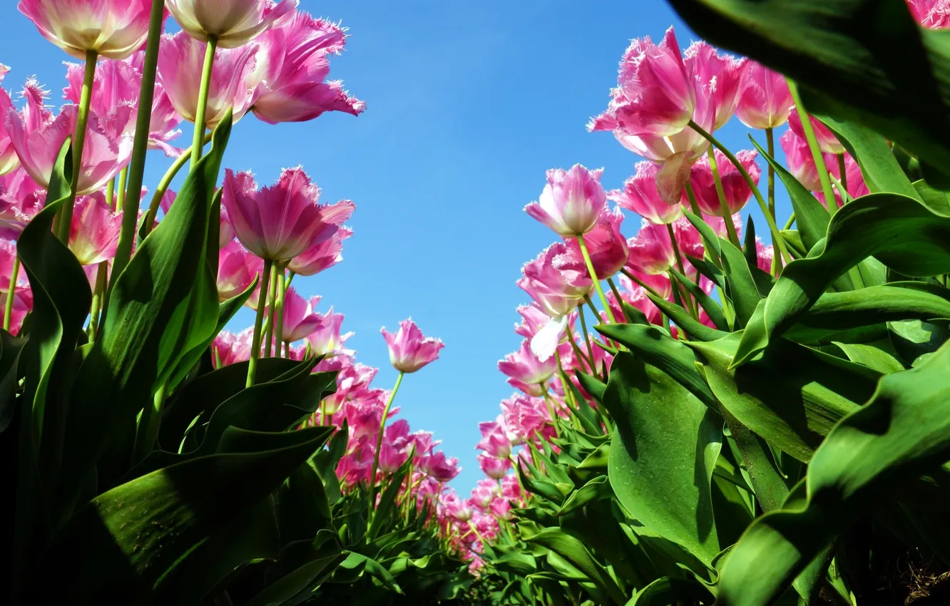 Photo wallpaper the sky, tulips, pink