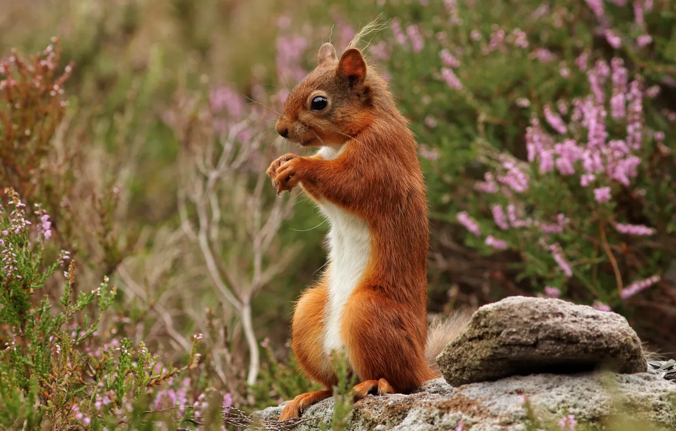 Photo wallpaper stones, protein, red, stand, Heather