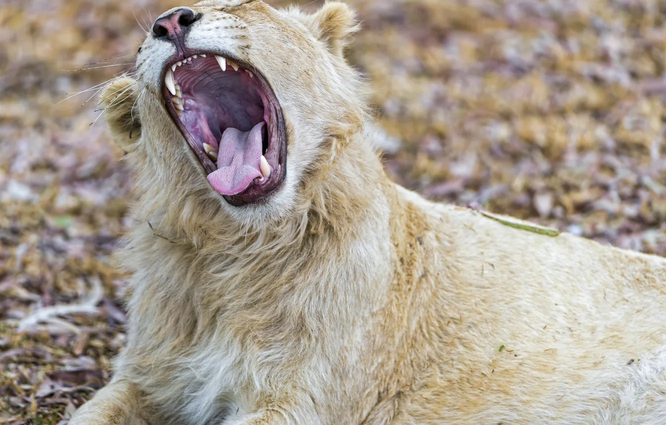 Photo wallpaper cat, mouth, yawns, white lion, ©Tambako The Jaguar