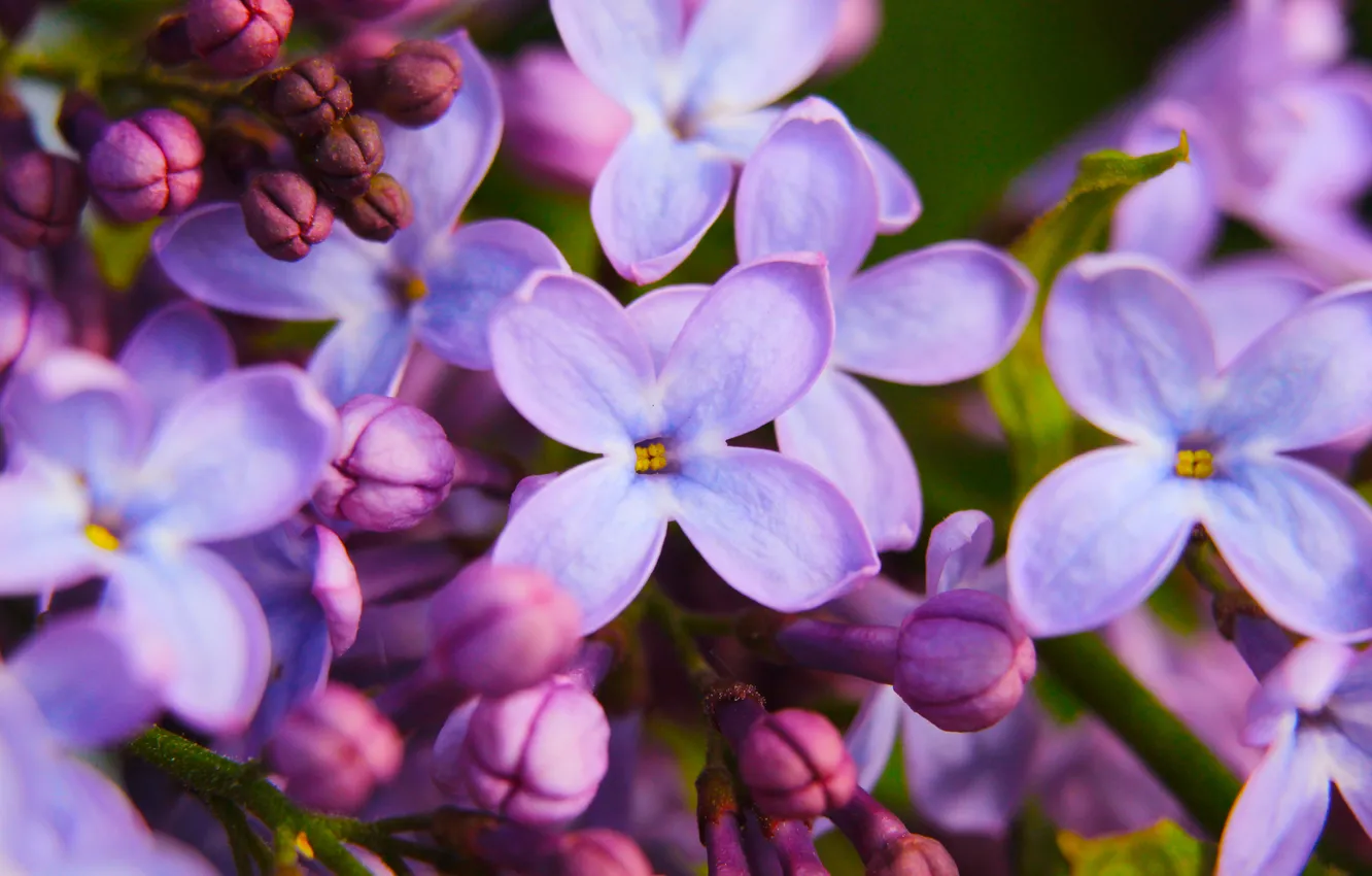 Photo wallpaper flower, spring, lilac