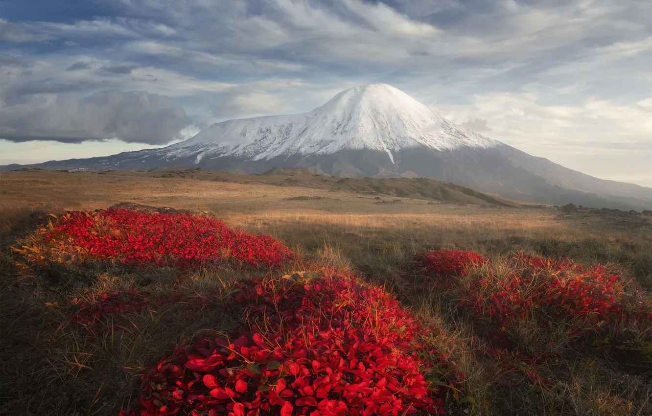 Photo wallpaper flowers, mountains, view