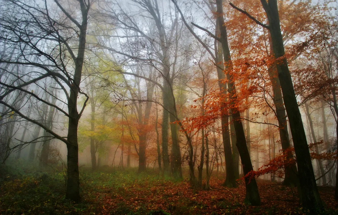 Photo wallpaper autumn, forest, leaves, trees, fog, morning