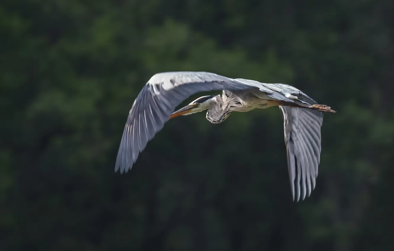 Photo wallpaper summer, flight, wings, grey Heron, Svetlana Kholodnyak
