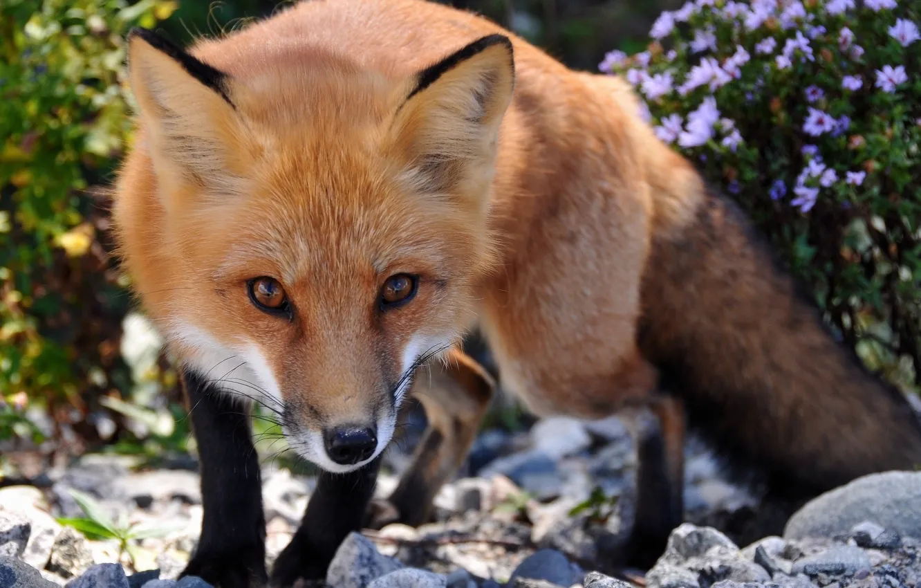 Photo wallpaper look, Fox, Fox, beast