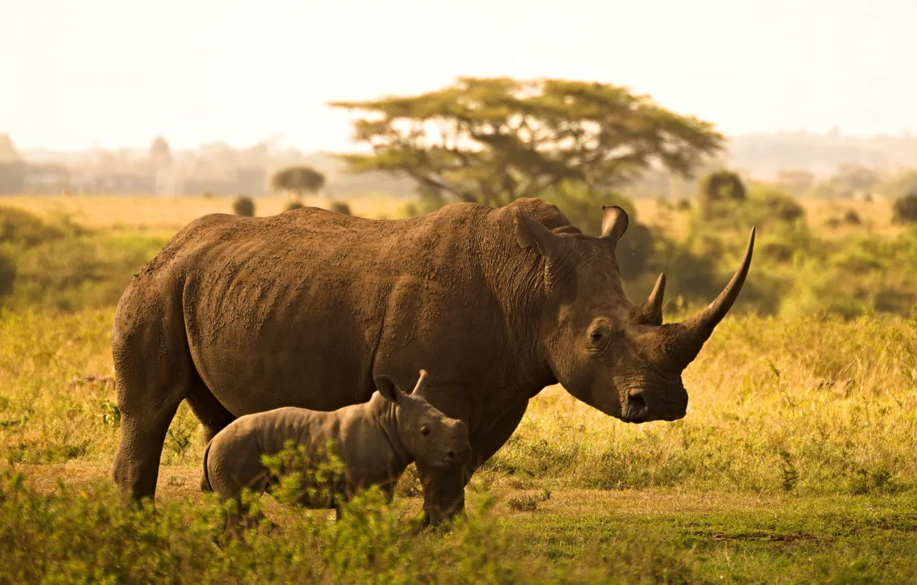 Photo wallpaper nature, pair, Savannah, Rhino, cub, mother, rhinos, two rhinoceros