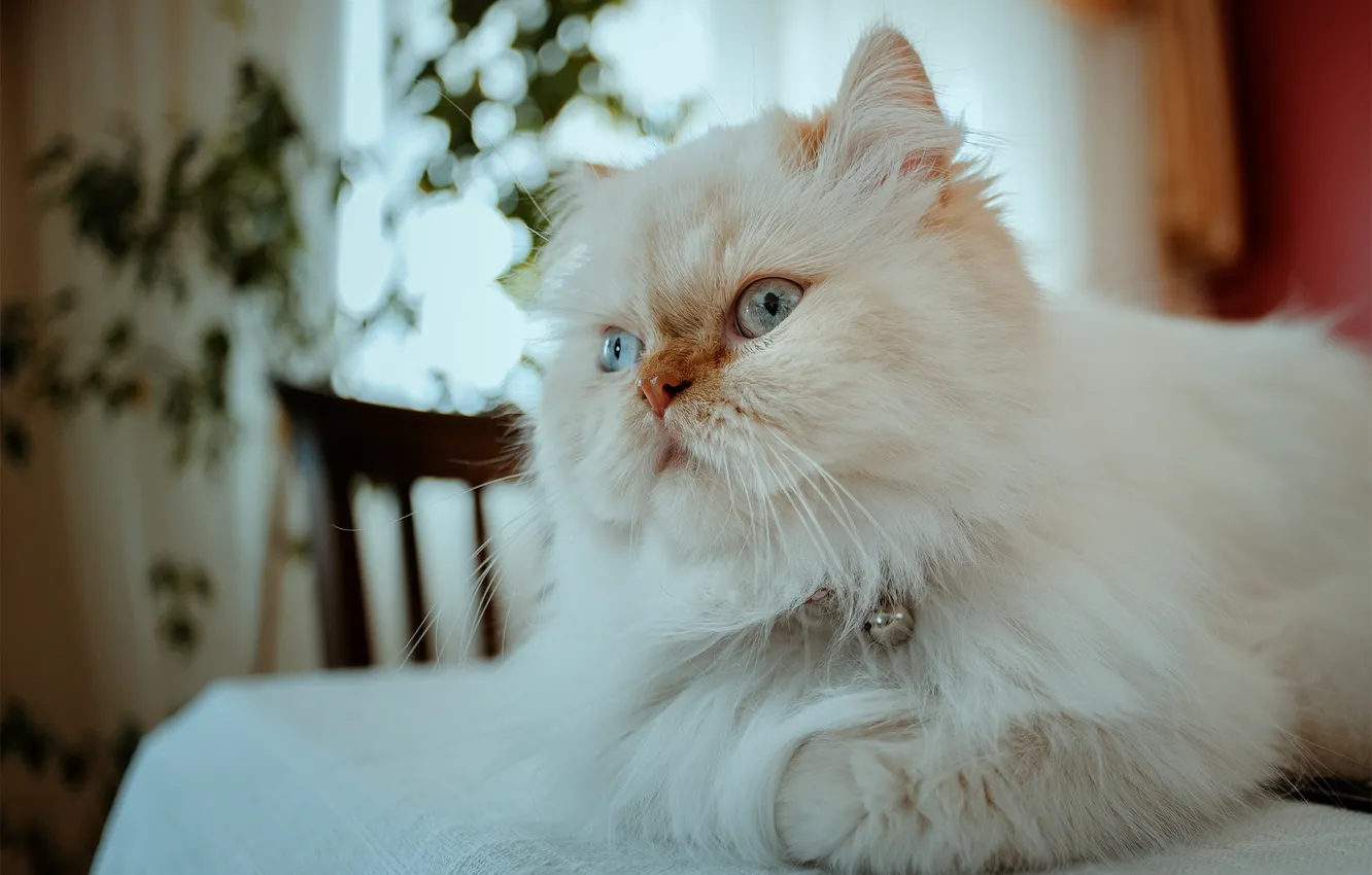 Photo wallpaper cat, cat, pers, fluffy, Persian cat