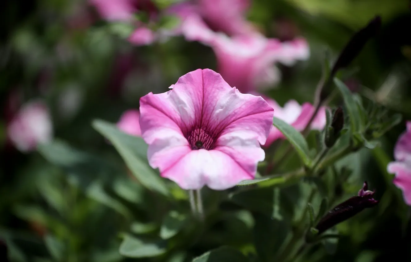 Photo wallpaper macro, striped, Petunia