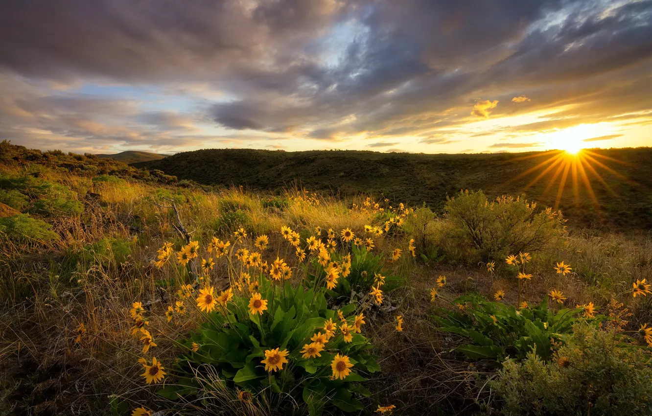 Photo wallpaper field, flowers, morning, Fields of Gold, Yakima Valley, Snow Mountain Ranch