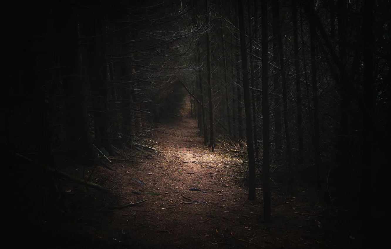 Photo wallpaper forest, trees, nature, the darkness, trail, twilight