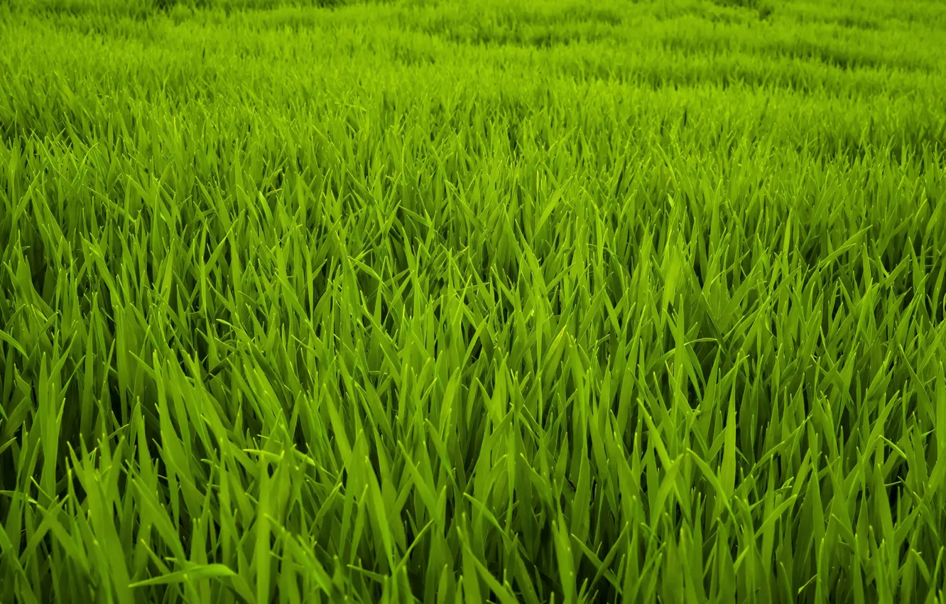 Photo wallpaper grass, nature, green, plant, grass, nature, flora, plants