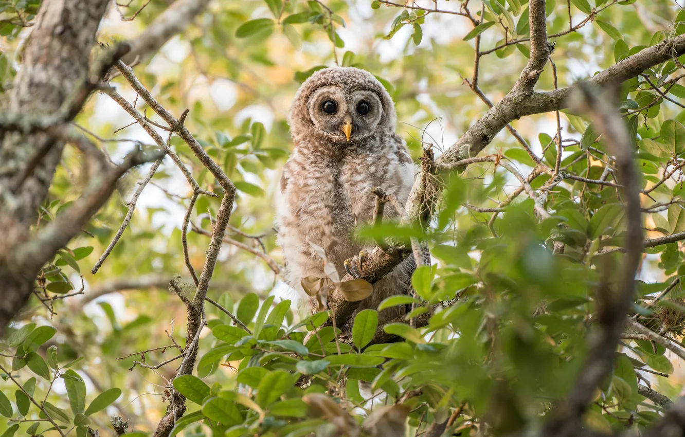 Photo wallpaper greens, branches, owl, bird, foliage, owl